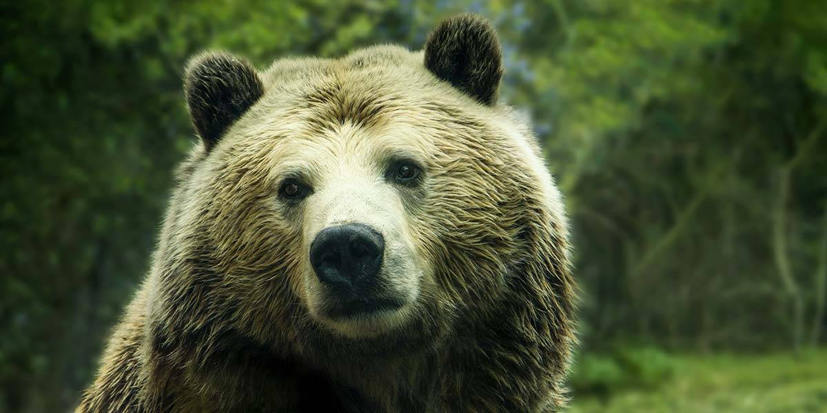 Niedźwiedź na tle lasu